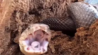 مرعب العثور على جحر افاعي الكوبرا في جذع شجرة 