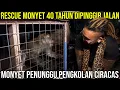 Download Lagu RESCUE MONYET 40 TAHUN DIPINGGIR JALAN MONYET PENUNGGU PENGKOLAN CIRACAS #AudreyA #KINGOFTHEJUNGLE