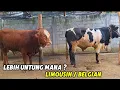 Download Lagu TOLAK 40 JUTA PILIH DIBESARKAN❗️LEBIH UNTUNG ATAU RUGI⁉️
