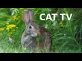 Rabbit Rabbit Rabbit - 10 Hour for Pets on the First of the Month