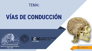 Vías de conducción