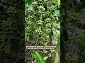 Download Lagu KOPI ROBUSTA BERBUAH LEBAT BIJI BESAR BATANG SEHAT DAUN IJO ROYO ROYO #viralvideo #kopirobusta #fyp