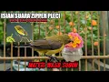 Download Lagu MASTERAN PLECI ZIPPER WIT WIT || TEMBAKAN KENARI BAGUS UNTUK ISIAN BURUNG SOGON