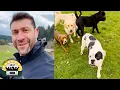 How I handle dog fights in the pack Lee Asher
