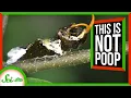 Splat 5 Species that Masquerade as Bird Droppings