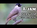 Download Lagu kutilang gacor full isian mewah || jos buat masteran kutilang bahan