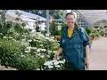 PETITTI Shasta Daisy Grow Leucanthemum for Deer Resistance Repeat Blooms Pollinators