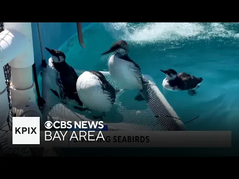 Starving Seabirds Washing Up on Bay Area Shores