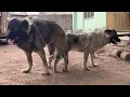 What to know About Animal Mating Heat and Knotting Successful Dog mating