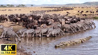 4K African Wildlife | The Great Wildebeest Migration from Serengeti to Maasai Mara in 2026