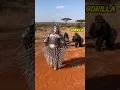 Man in Spiked Iron Armor Walks Into a Gorilla Group Unreal Encounter