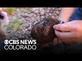Self-cloning invasive snails discovered in Northern Colorado lake