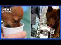 Petco is giving dogs free pumpkin spice treats for National Dog Month