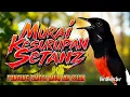 Download Lagu KRETEKAN PANCING EMOSI MURAI BATU MUNTAH ISIAN NAIKAN EMOSI DAN BIRAHI