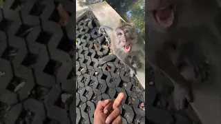 This Monkey Did Not Like This Joke Thenaturedrifts 