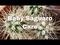 How to Grow Baby Saguaro Cactus Indoors