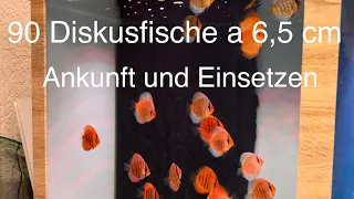 aufzuchtgruppe 90 stendker diskus von diskus direkt
