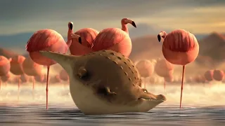 rollin wild what if animals were round compilation 