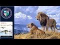 Nature s Symphony Decoding Animal Behavior and Ethology