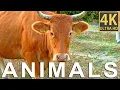 ANIMALS HORSES COWS MATING BETWEEN DRAGONFLIES AND MUCH MORE