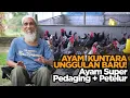 Download Lagu Dari Wartawan Jadi Peternak Ayam Kuntara – Telur Banyak, Badan Besar, Pasar Menjanjikan