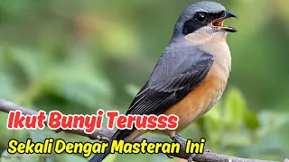 burung cendet bongkar isian setelah dengar masteran ini 