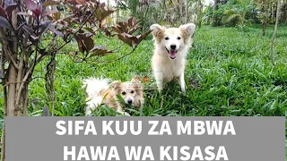 jinsi ya kufundisha mbwa shamba darasa