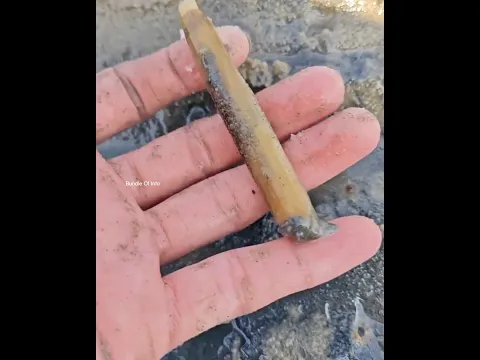 Why do people catch razor clams ❓️-5336C1