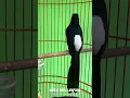 Download Lagu MURAI BATU LAMPUNG FIGHTER (Copsychus malabaricus)
