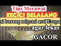 Download Lagu CARA MERAWAT BURUNG KECICI BELALANG AGAR CEPAT GACOR