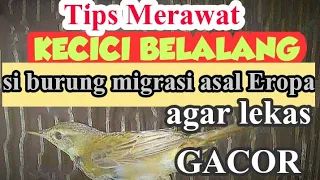 Download CARA MERAWAT BURUNG KECICI BELALANG AGAR CEPAT GACOR MP3