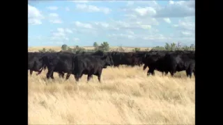 250 - Bred Angus Heifers