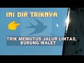 CARA/TRIK MEMUTUS JALUR LINTAS BURUNG WALET