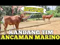 Lagu ANCAMAN MARINO TRANSFER SAPI BARU DARI BINTANG TIMUR || H-3 HUT ANTI VIRUS 