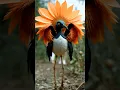 Download Lagu Fictional Creature Concept | No.68：Crimson Sunspirit #creativity #birds #flower
