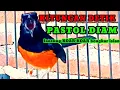 Download Lagu PANCINGAN MURAI PASTOL AGAR CEPAT BONGKAR ISIAN