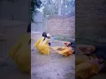 Download Lagu #pashto mujra #dance#mujra #short#mujra #viral video#sexy mujra #desi #college #school #fuuny #girl
