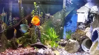 Simply Discus and Pink Floyd