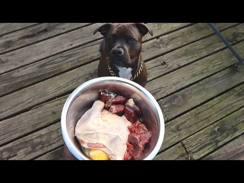 Download MP3 What Feeding RAW FOOD To My Pitbull Looks Like!