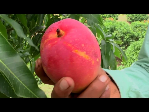 Download MP3 Agricultura al Día /  ¿Cómo es un cultivo de mango?