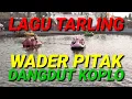 Download Lagu LAGU TARLING WADER PITAK DANGDUT KOPLO