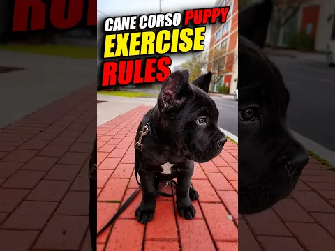 What Happens When You Overwork Your Cane Corso Puppy #canecorso #dogtips #puppy
