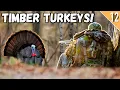 HARDWOODS TURKEY HUNTING in KENTUCKY Calling Setups for Success