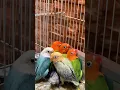 Download Lagu Wrapped in each other’s warmth — opaline love. 💕#lovebirdsfarming #l #africanlovebirdbreeding