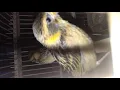 Download Lagu Suara anakan burung manyar ribut cocok buat pikat