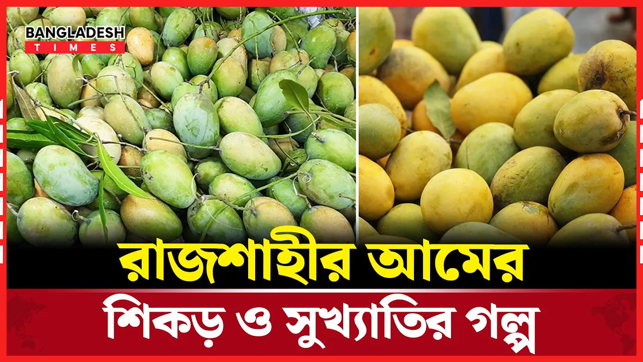 রাজশাহীর আমের শিকড় খুঁজতে গিয়ে পাওয়া গেল ইতিহাসের সুবাস