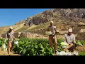 Download Lagu 🍅🫑🫜Fresh Farm: Harvesting organic and healthy products (tomatoes, peppers...) by a nomadic man🍅🫜