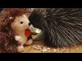 Download Lagu Pinecone ventures in the house