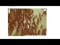 Designing and deploying an Earth Engine app using streamlit and geemap