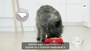 Royal Canin Dental Care száraz tápok kutyáknak | Petissimo